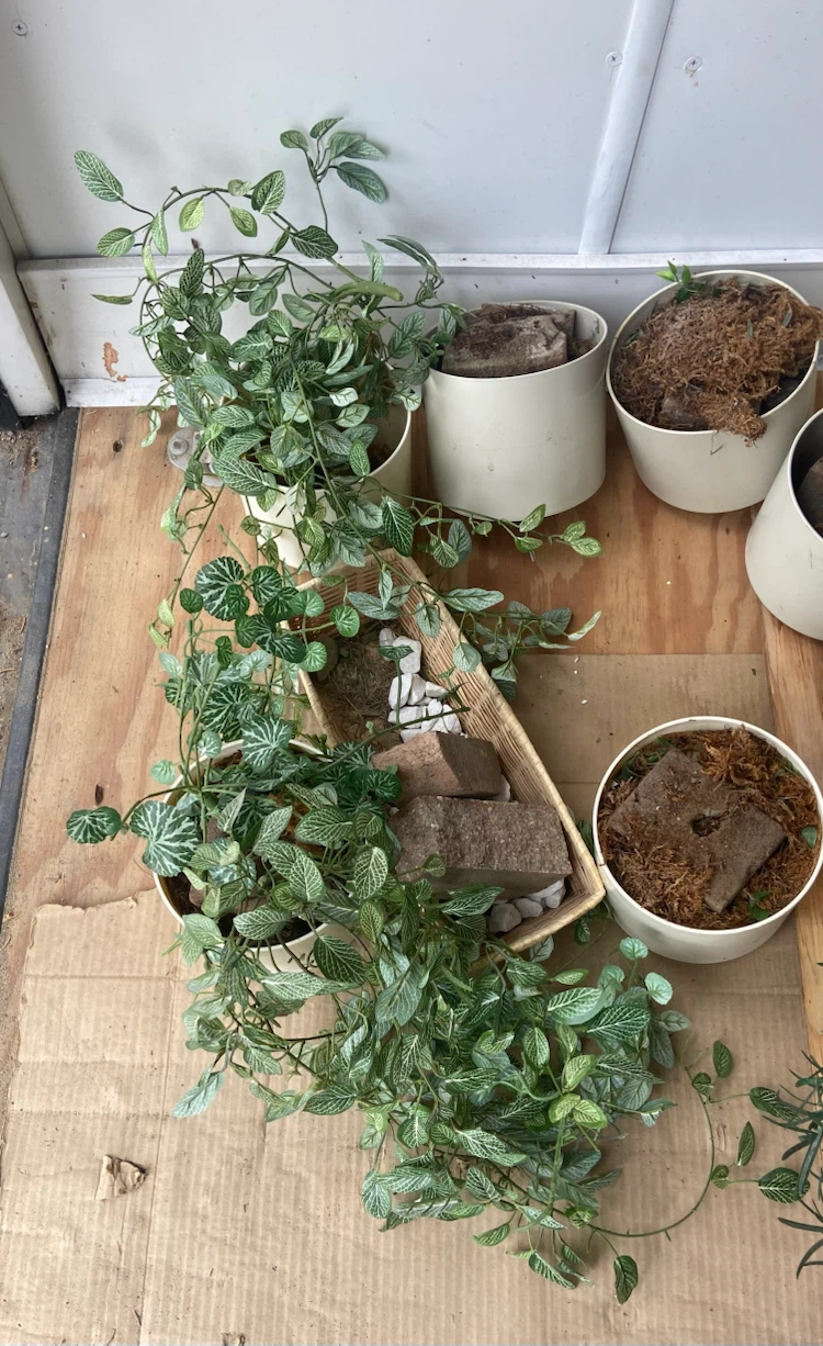 Plants ~ artificial
