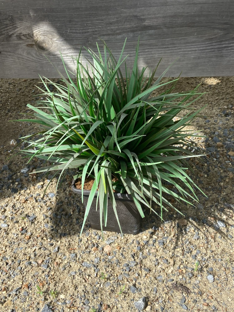 Plants ~ artificial - photo 5