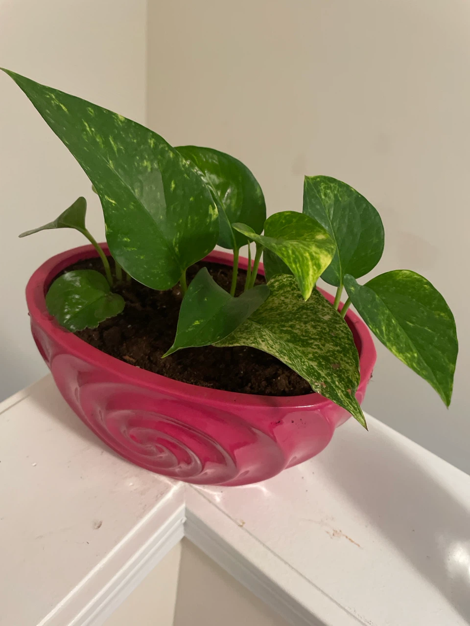 Pothos Plant in Pink ceramic Pot