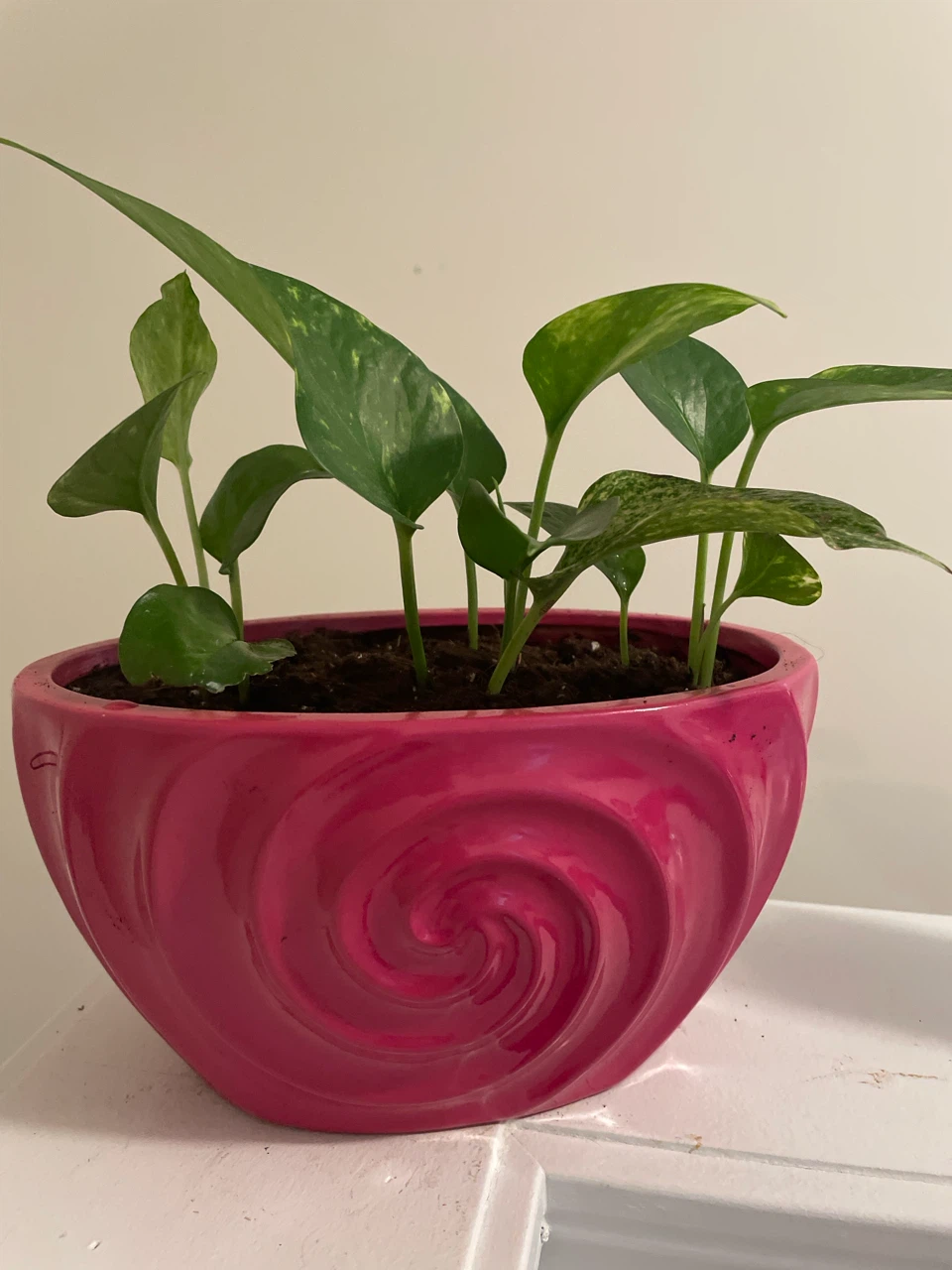 Pothos Plant in Pink ceramic Pot - photo 2
