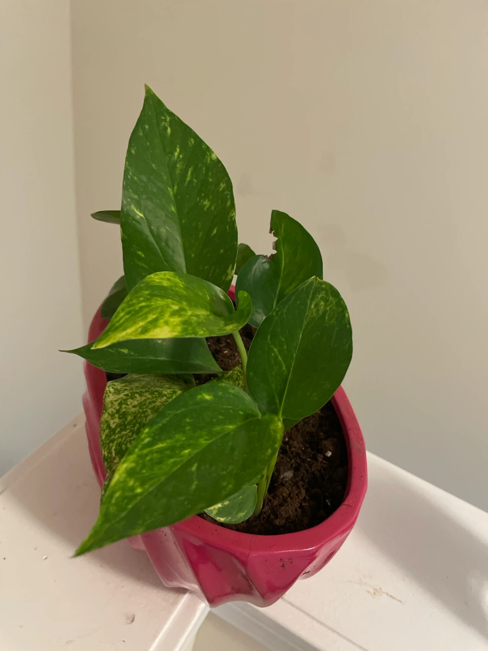 Pothos Plant in Pink ceramic Pot - photo 3