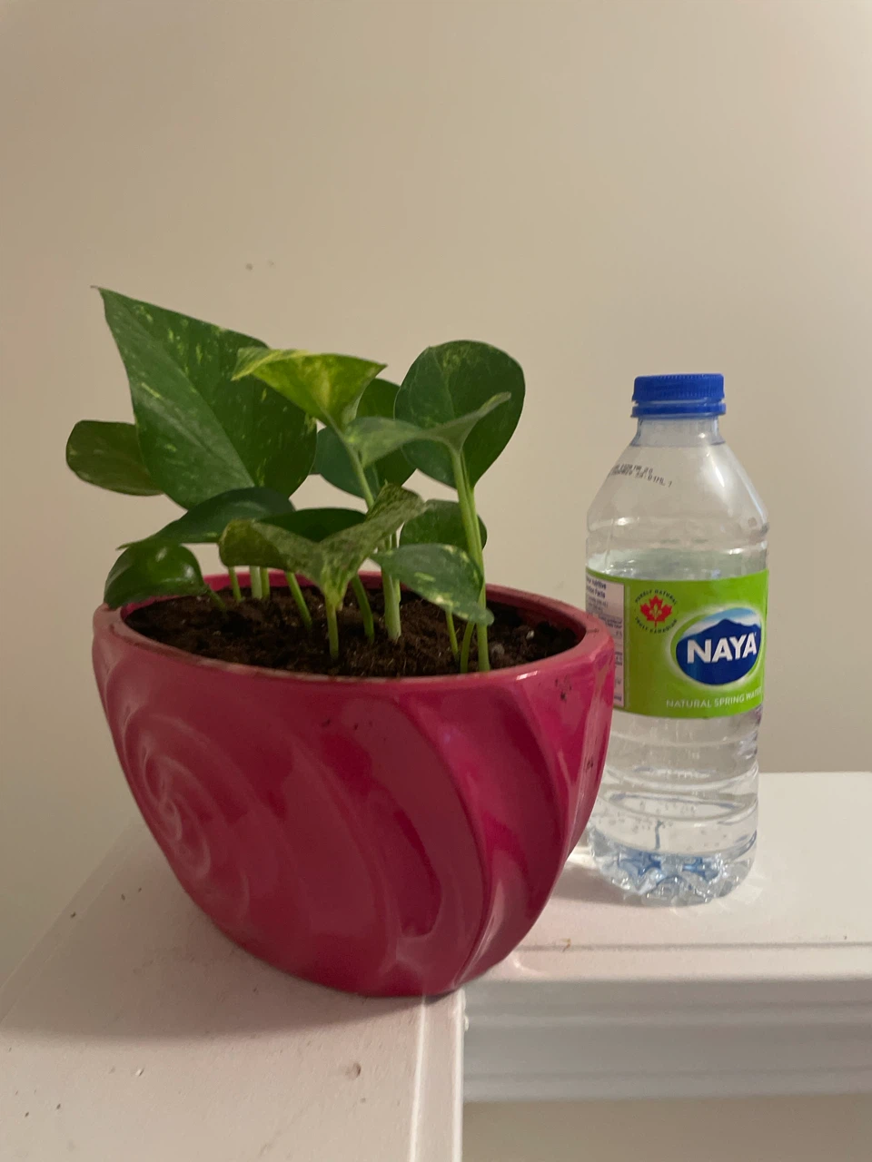 Pothos Plant in Pink ceramic Pot - photo 4
