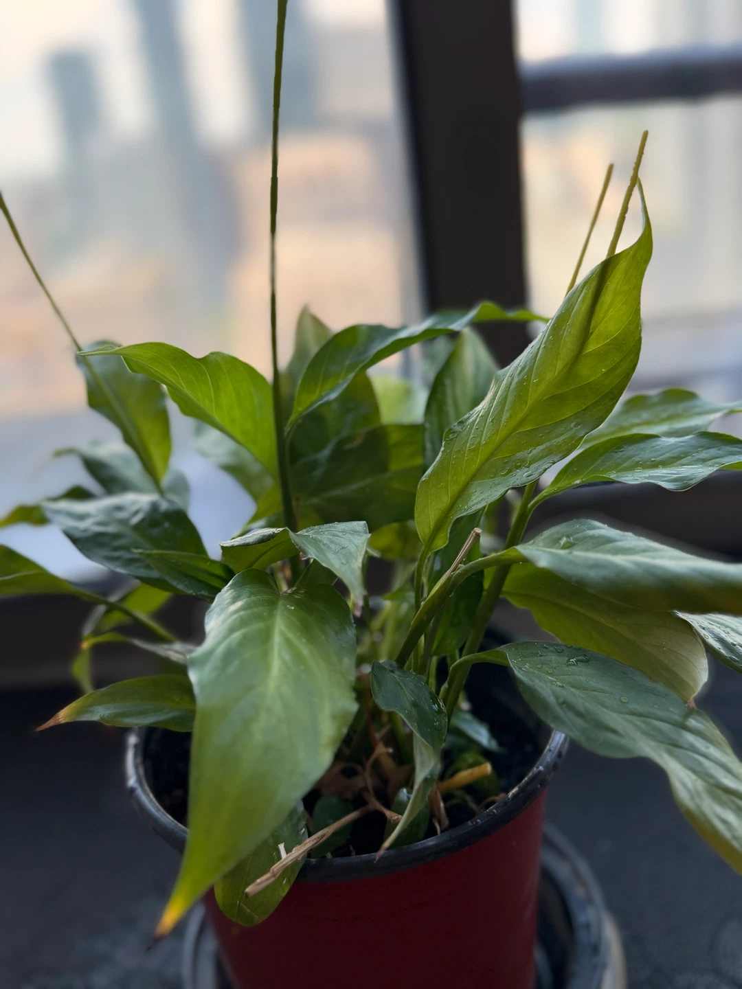 Peace Lily Plant (Lillies blooming)