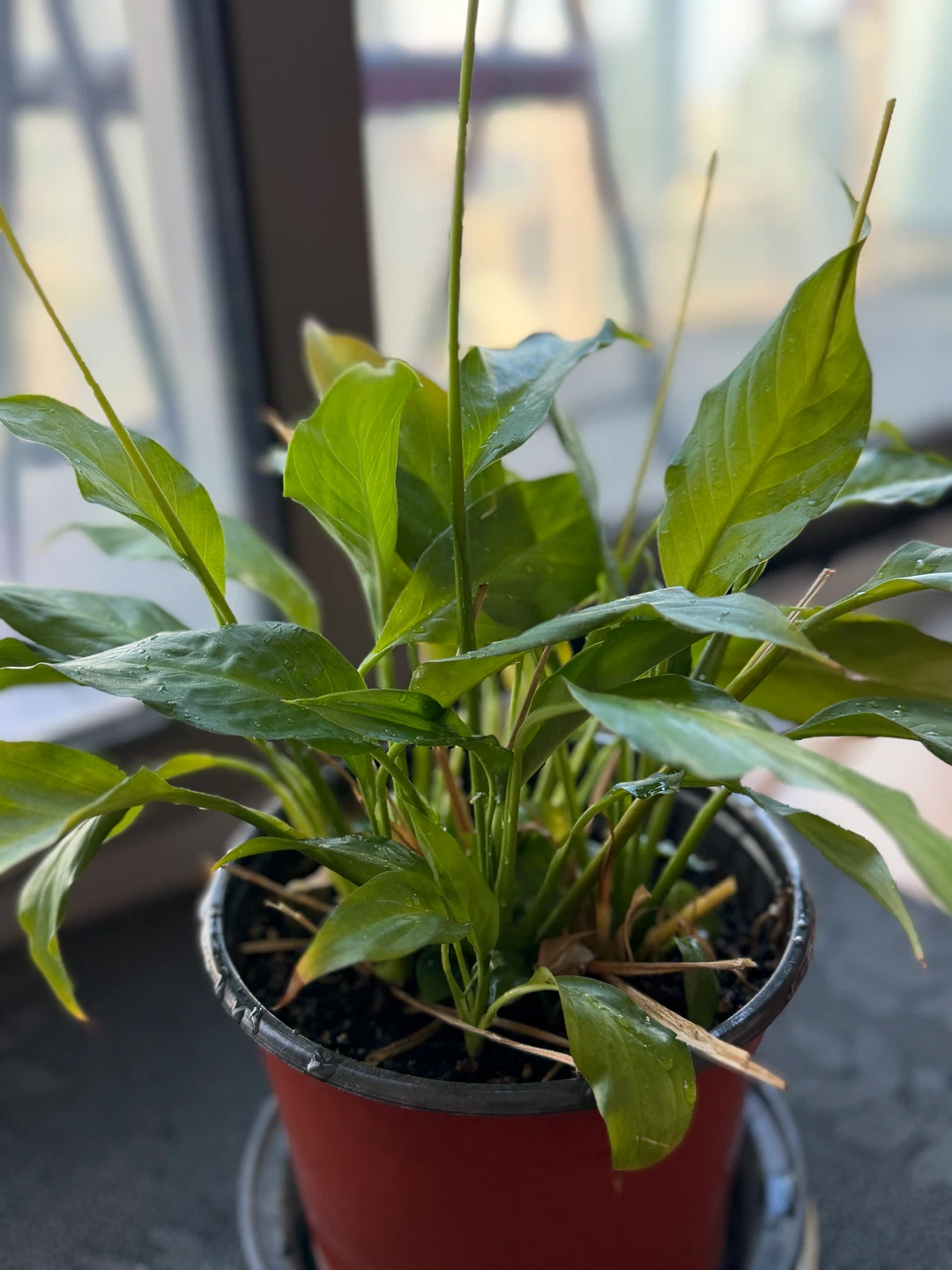 Peace Lily Plant (Lillies blooming) - photo 2