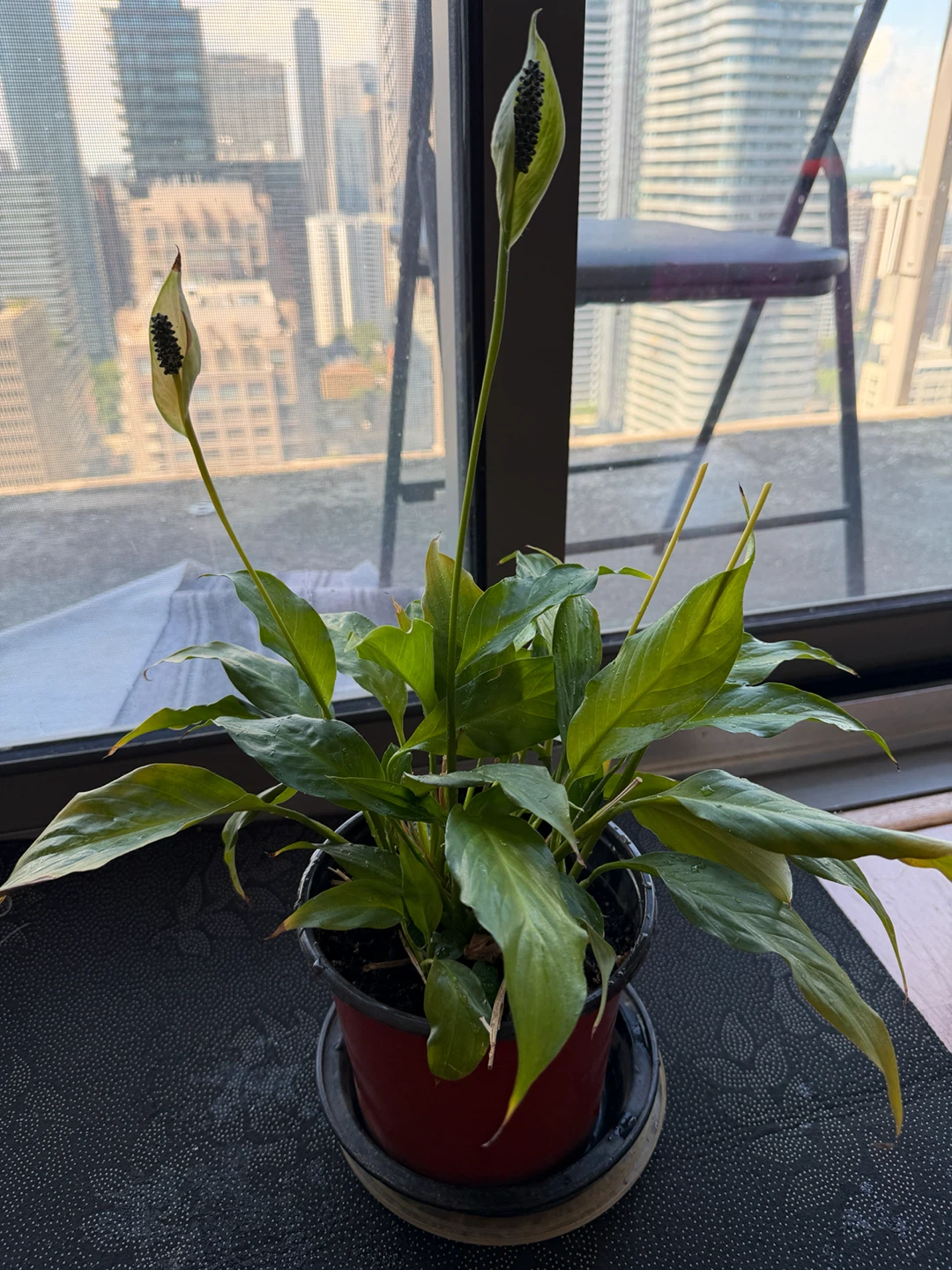 Peace Lily Plant (Lillies blooming) - photo 3