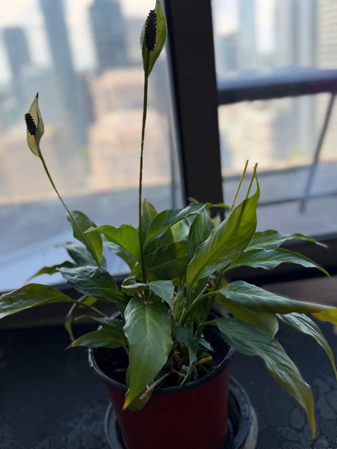 Peace Lily Plant (Lillies blooming) - photo 4