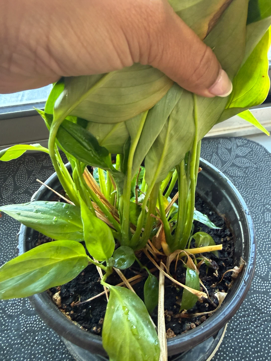 Peace Lily Plant (Lillies blooming) - photo 5