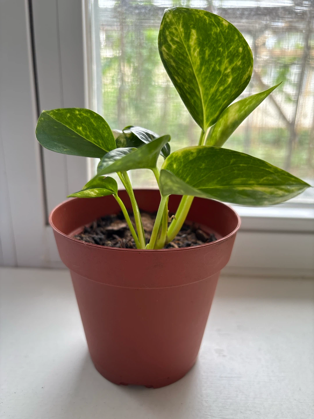 Golden Pothos Plant in Pot
