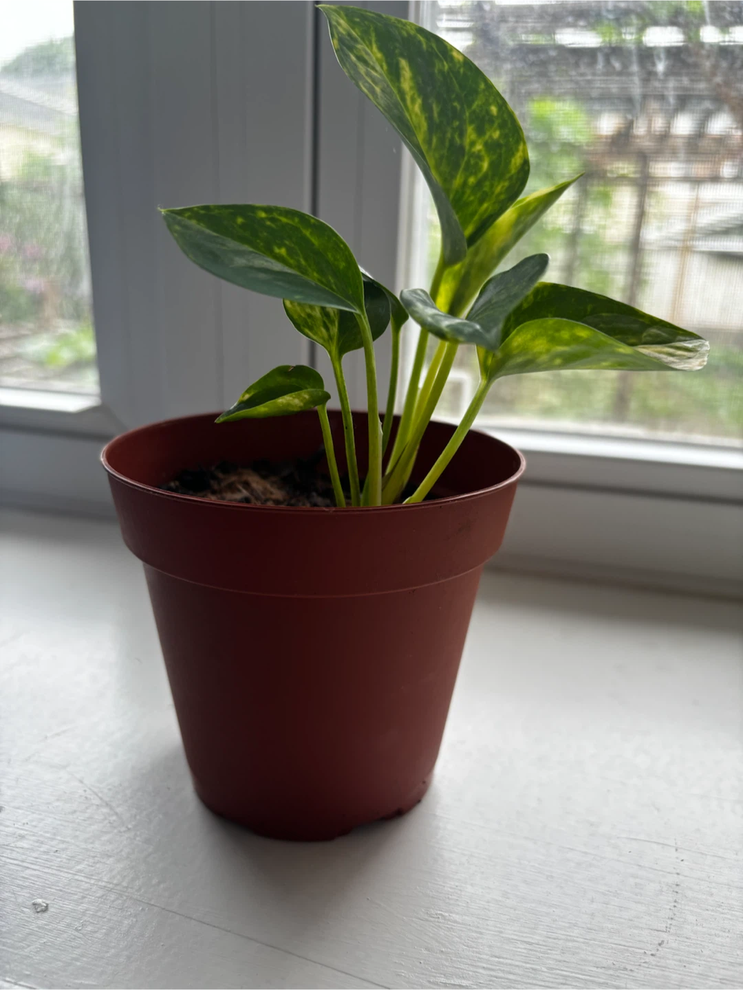 Golden Pothos Plant in Pot - photo 2