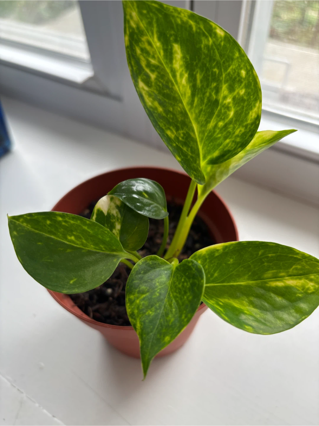 Golden Pothos Plant in Pot - photo 3