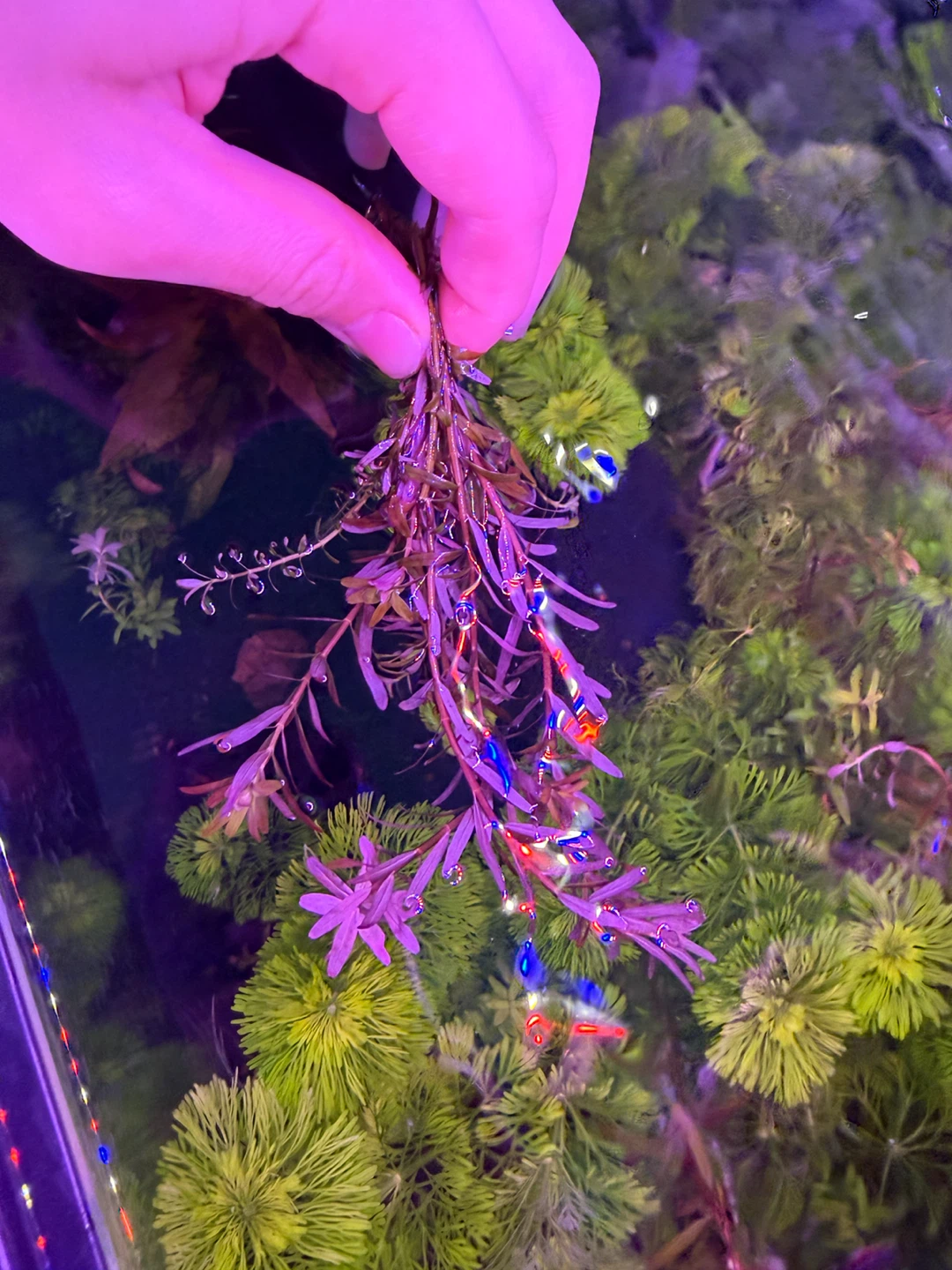 Aquarium Plant Bunch