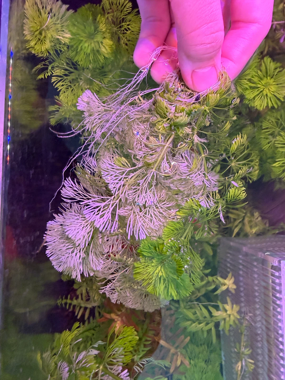 Aquarium Plant Bunch - photo 2