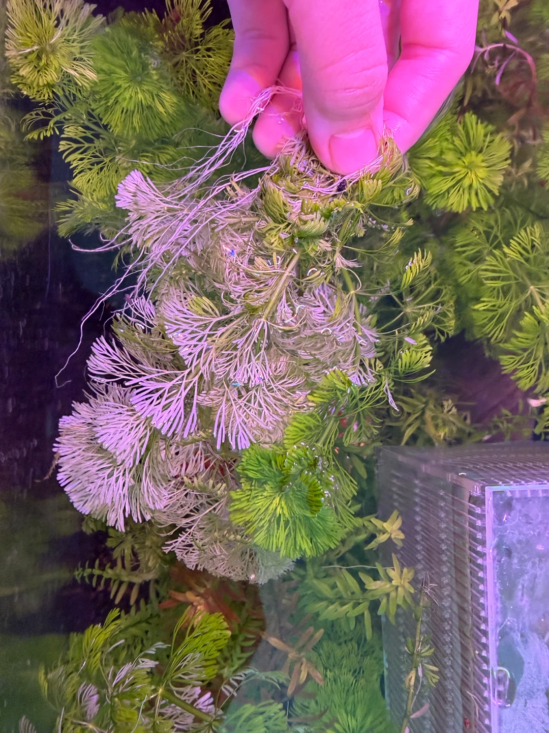 Aquarium Plant Bunch - photo 3