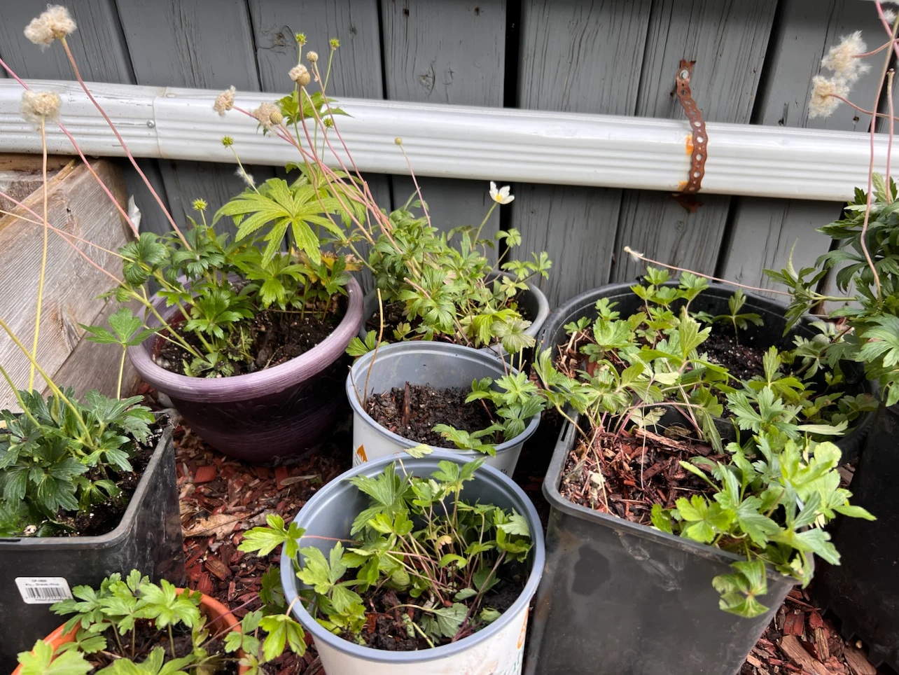 Potted Snowdrop Anemone Perennial Plants