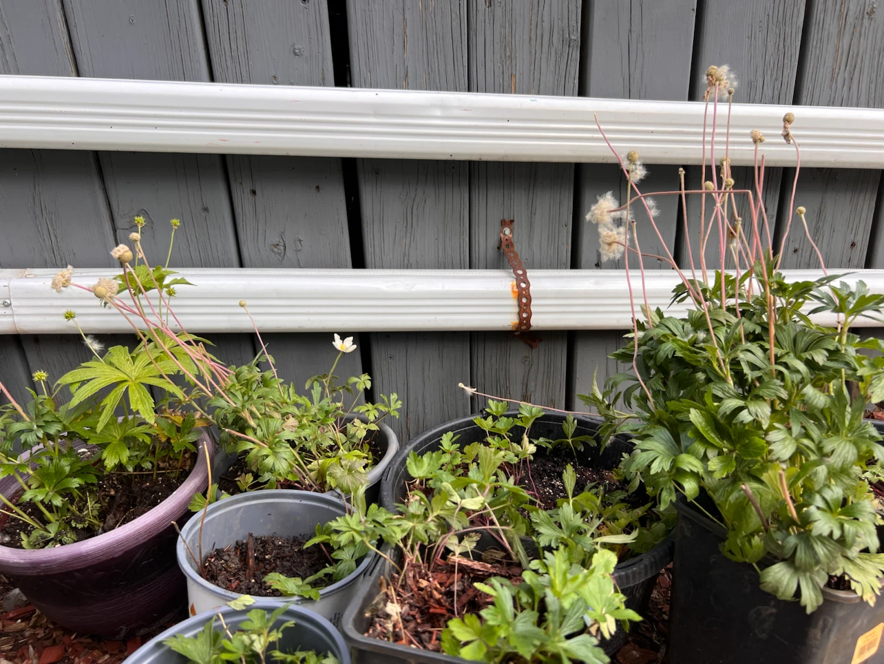 Potted Snowdrop Anemone Perennial Plants - photo 2