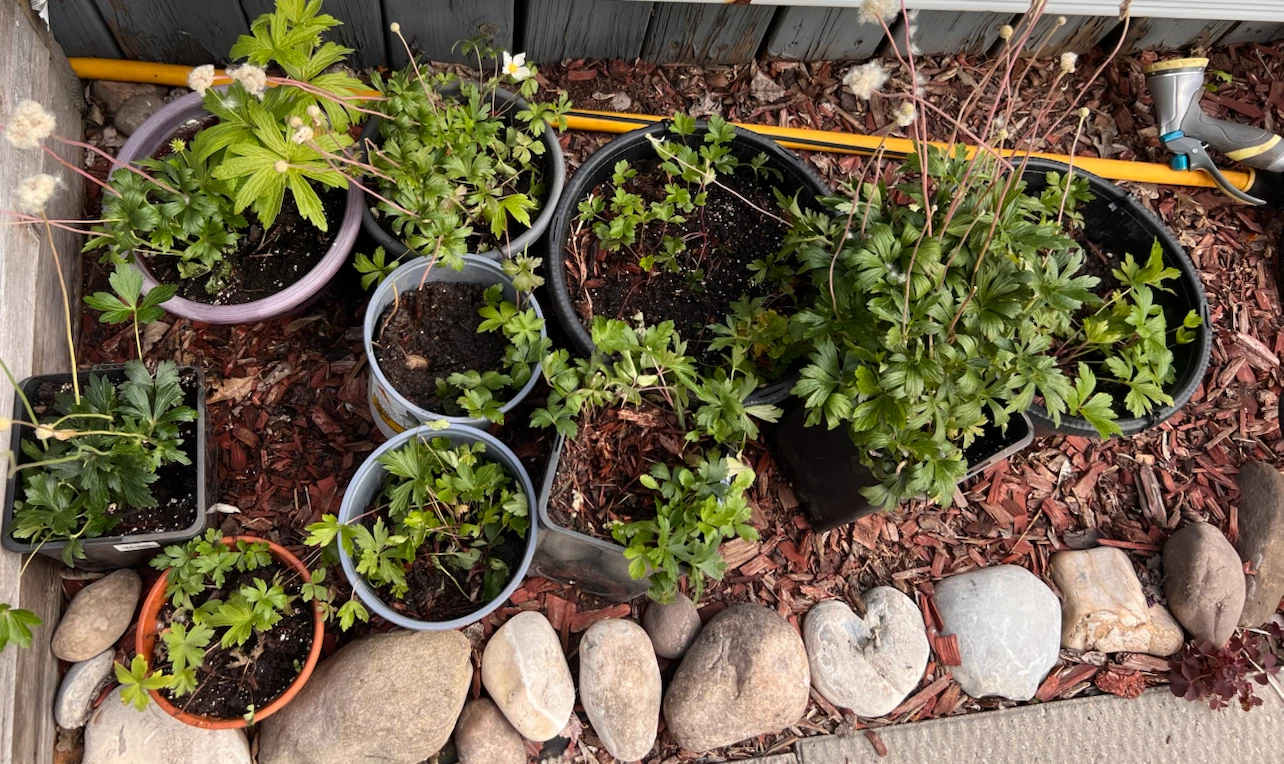 Potted Snowdrop Anemone Perennial Plants - photo 3