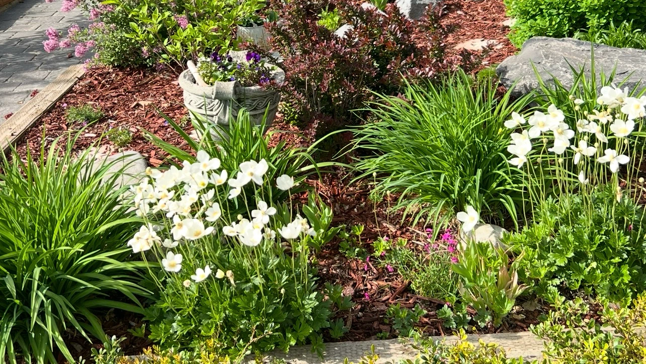 Potted Snowdrop Anemone Perennial Plants - photo 4