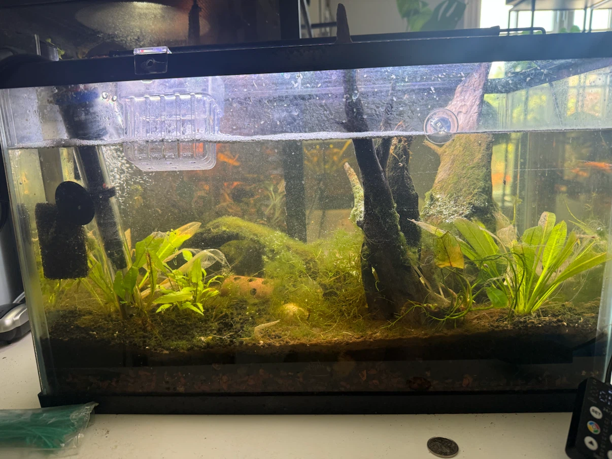 10 Gallon Aquarium Setup with Live Plants
