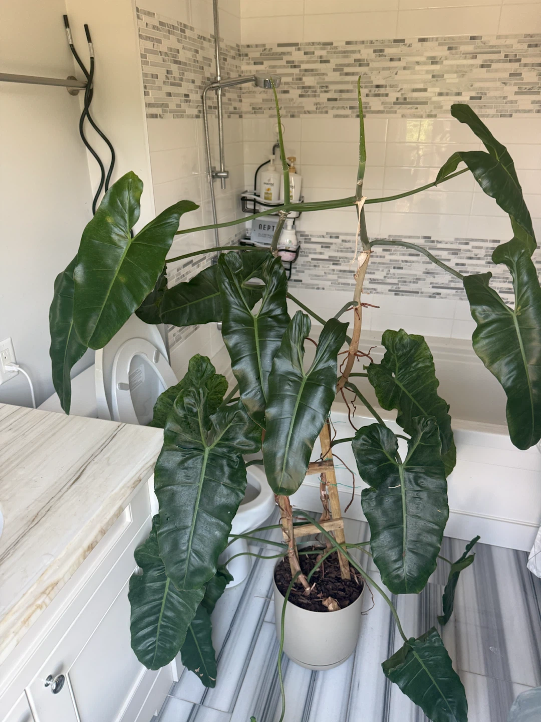 Philodendron Paraiso Verde Plant