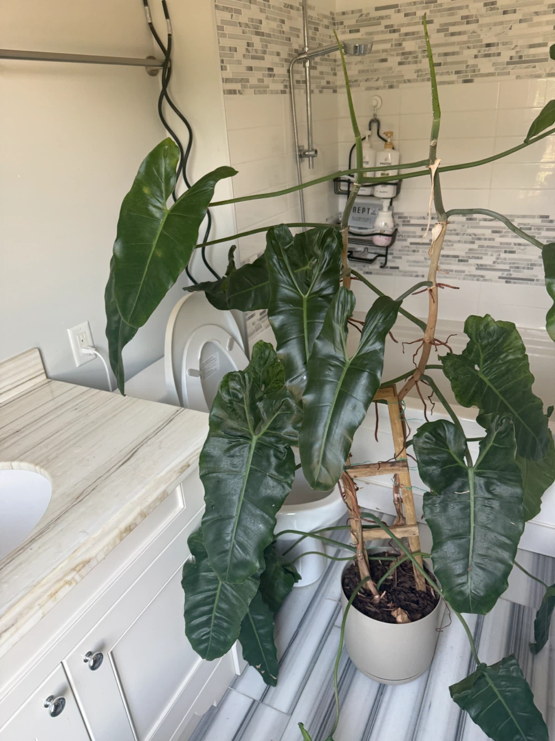 Philodendron Paraiso Verde Plant - photo 2