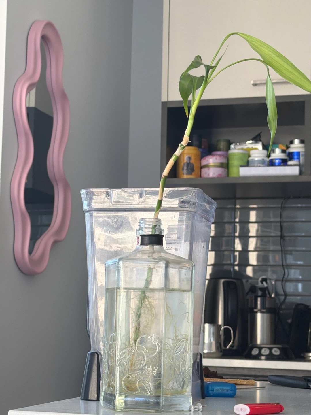 Lucky Bamboo Plant in Glass Vase