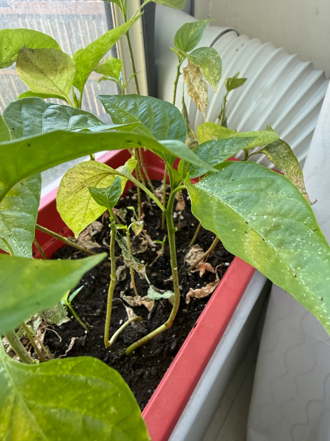 Pepper plants