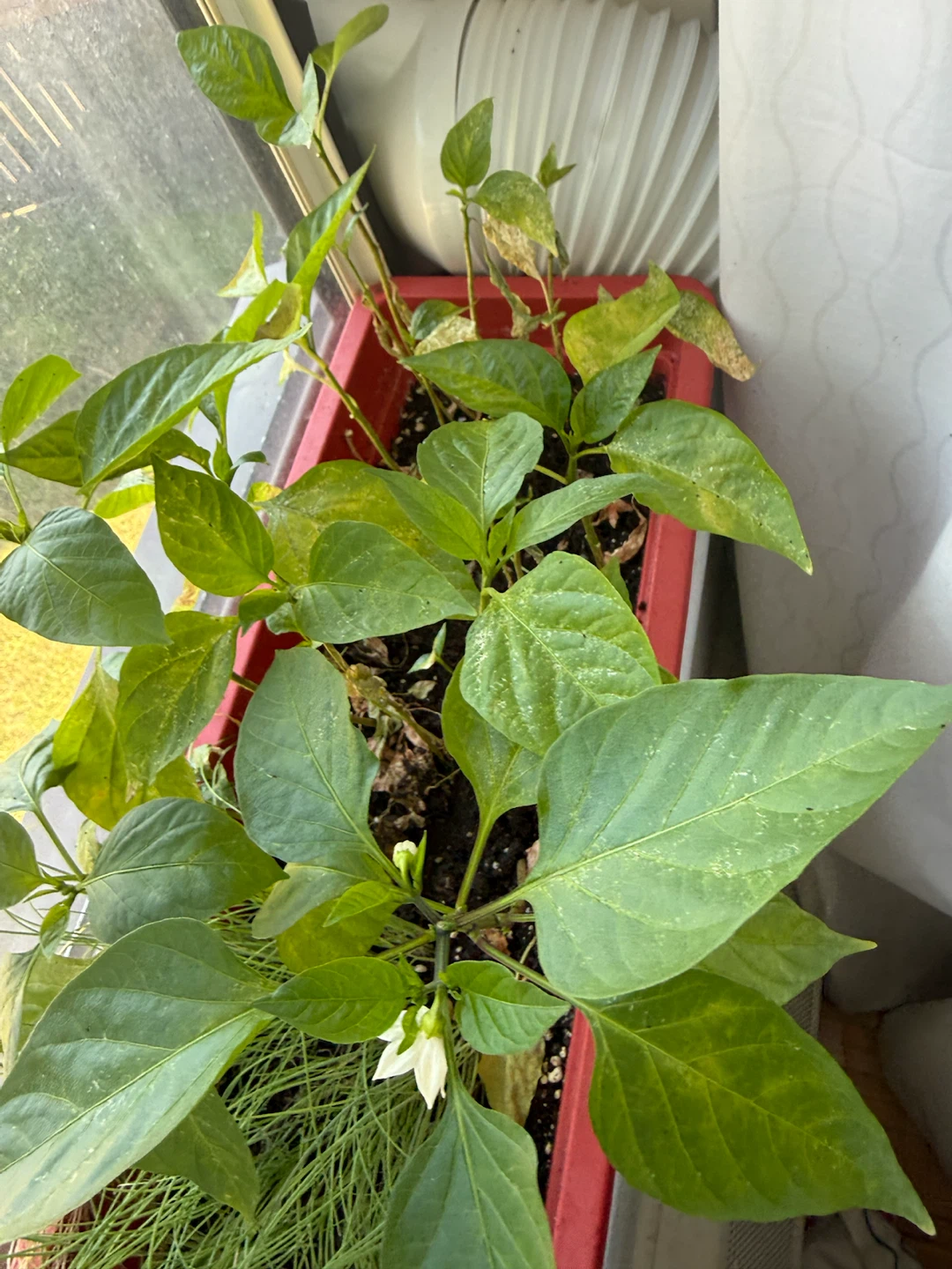 Pepper plants - photo 2