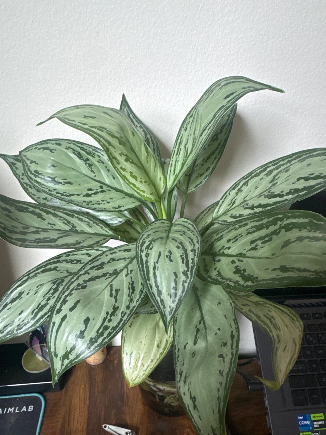 Chinese Evergreen Plant in Glass Vase