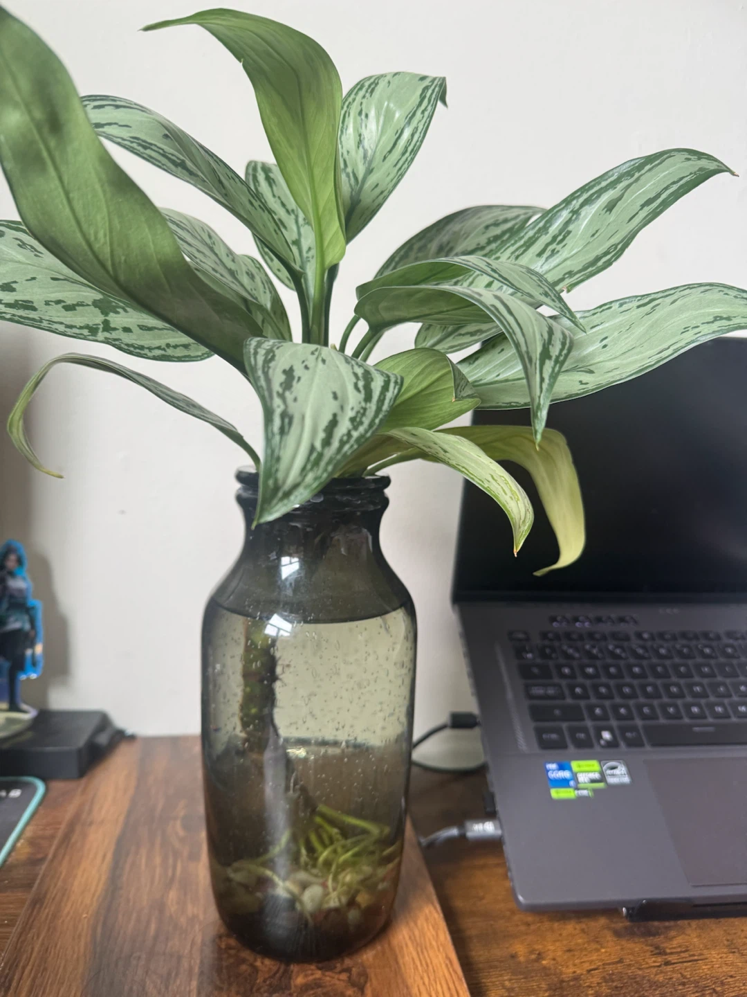 Chinese Evergreen Plant in Glass Vase - photo 2