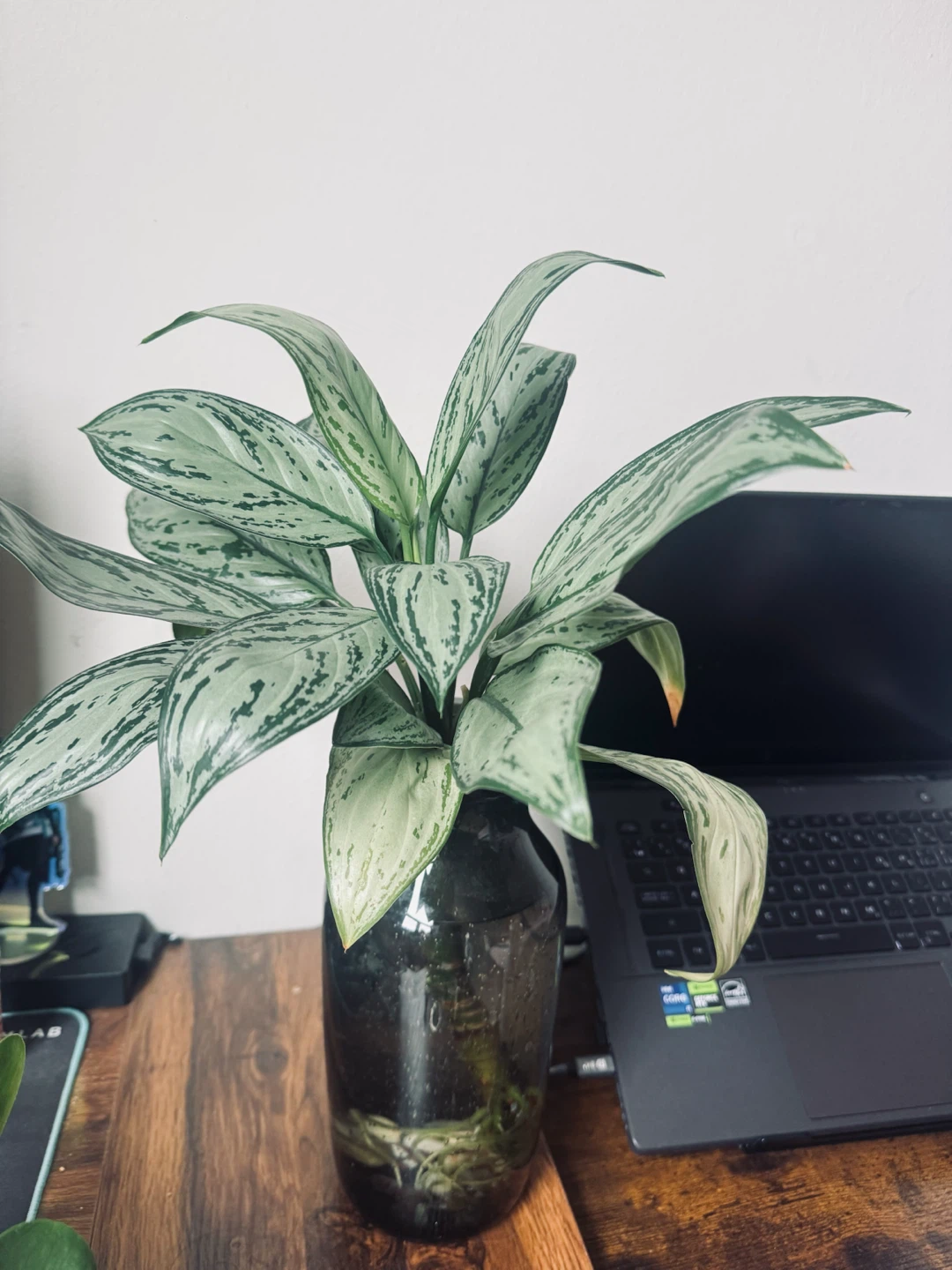 Chinese Evergreen Plant in Glass Vase - photo 3
