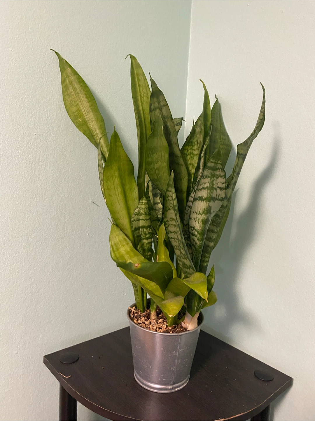 Snake plant - 21 inches tall