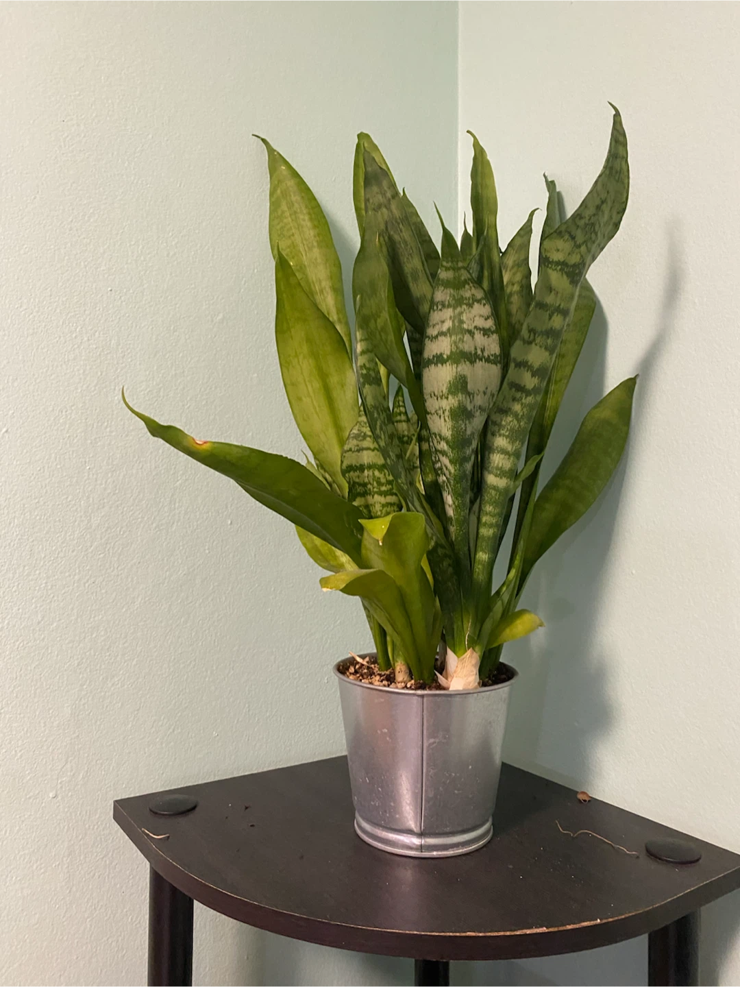 Snake plant - 21 inches tall - photo 2