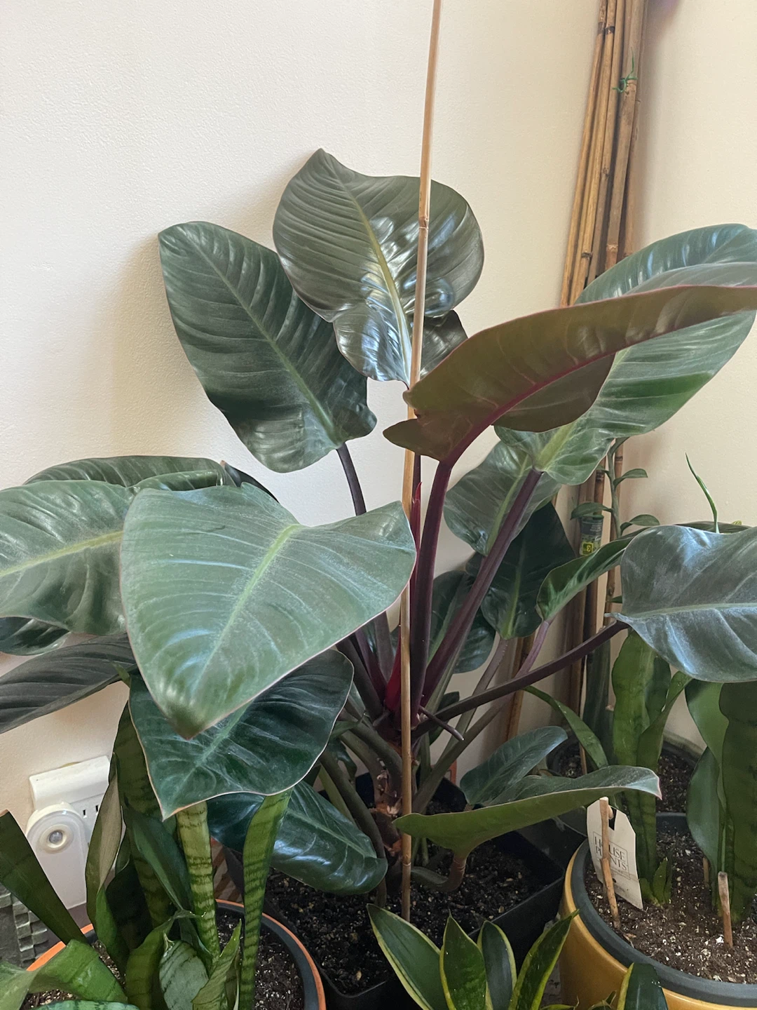 Philodendron "McColley's Finale" Plant