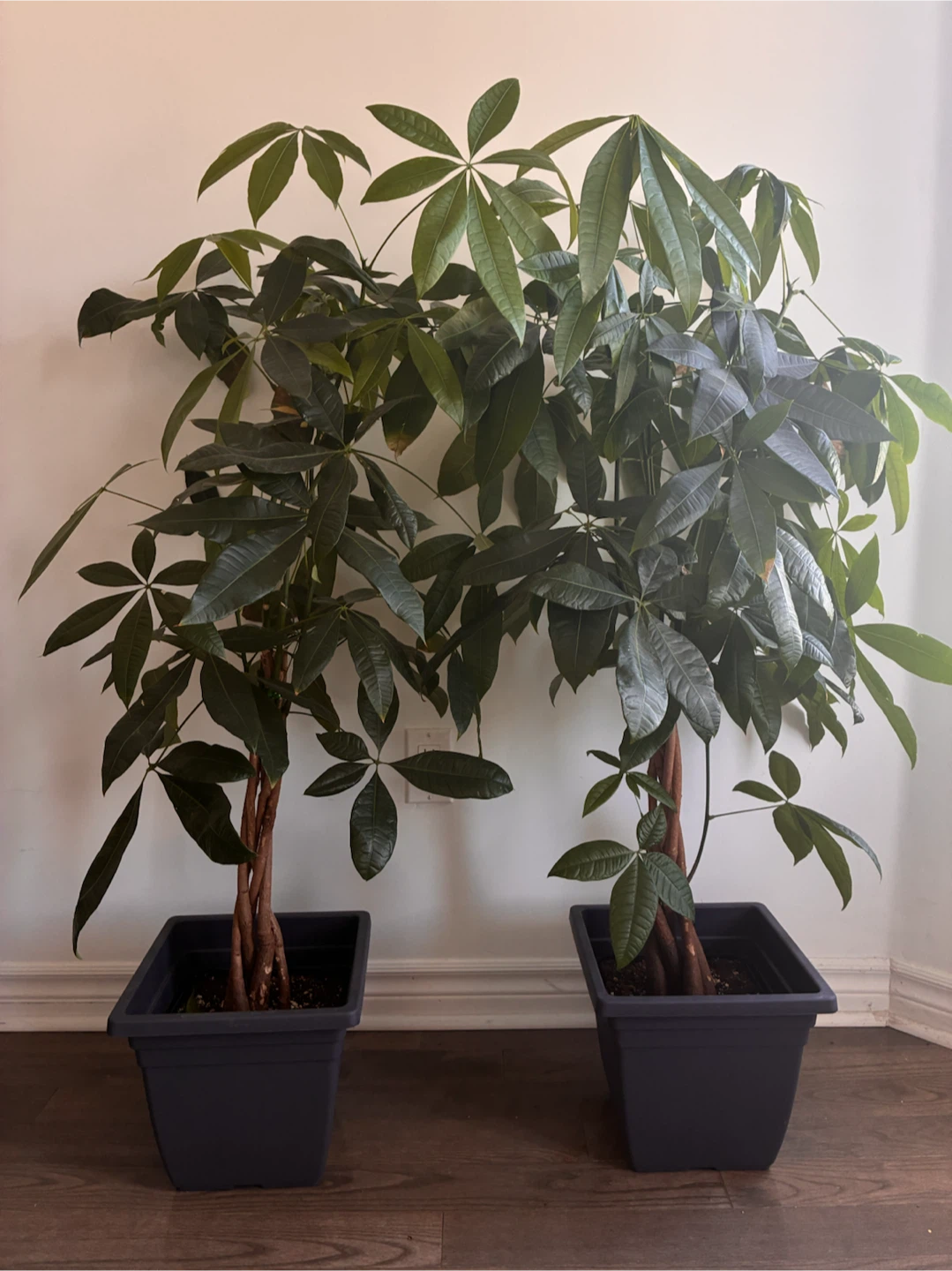 Money Tree Plants in Planters