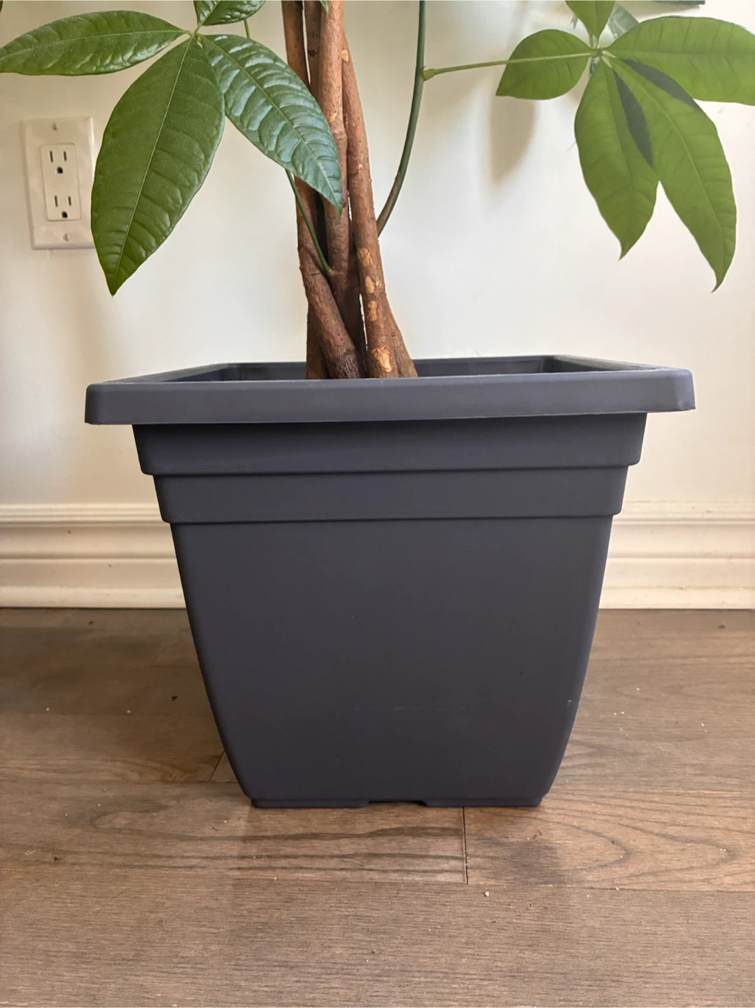 Money Tree Plants in Planters - photo 2