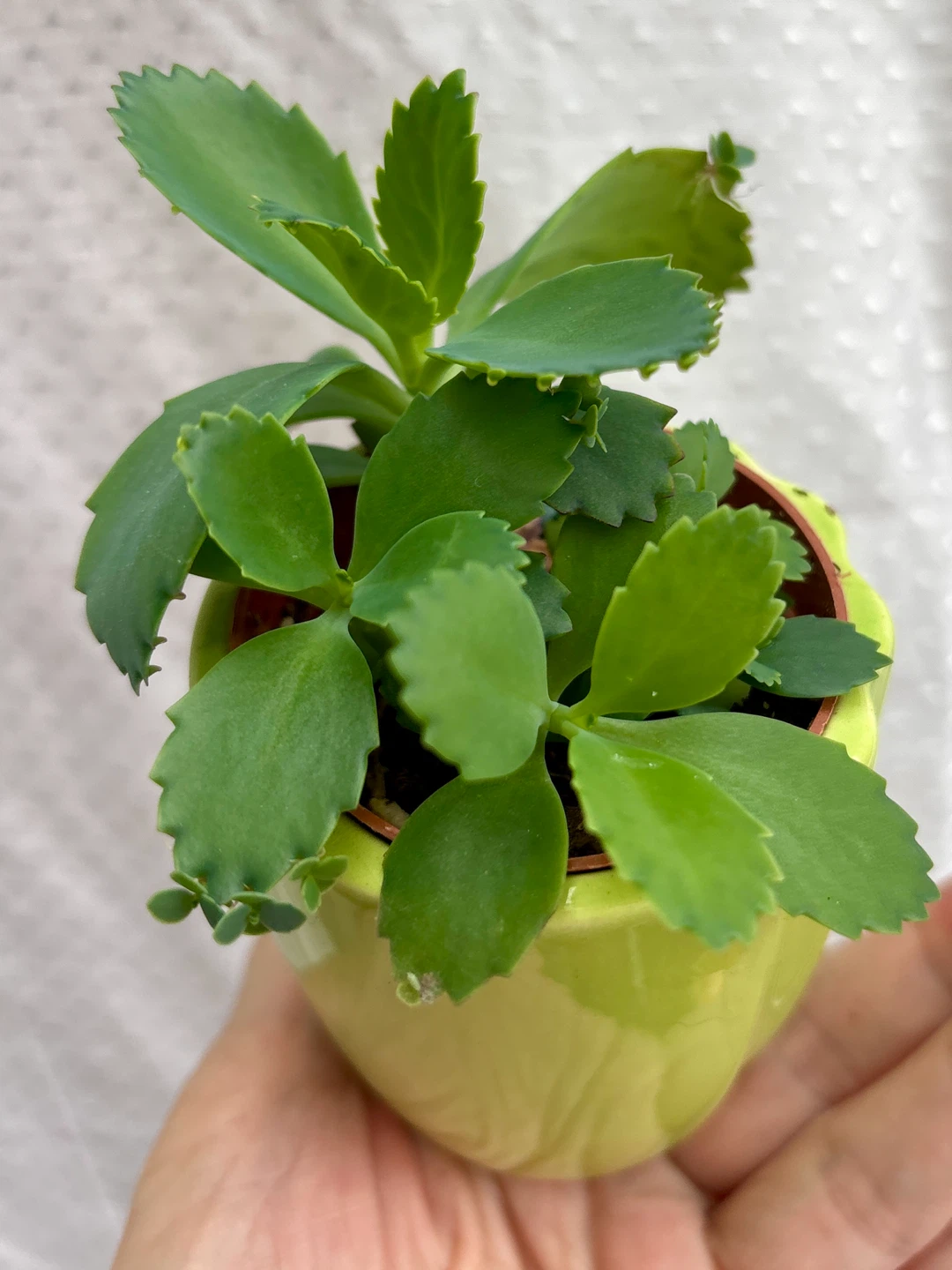 Mother of Thousands Plant