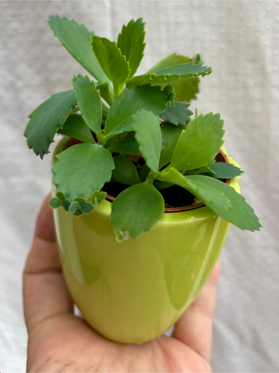 Mother of Thousands Plant - photo 2