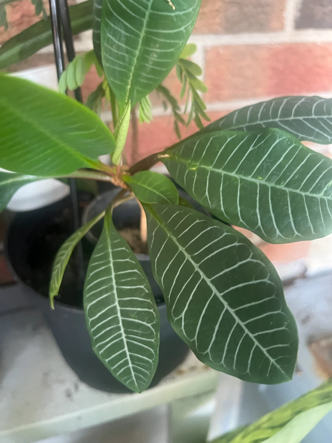 Madagascar Plant with Striped Leaves