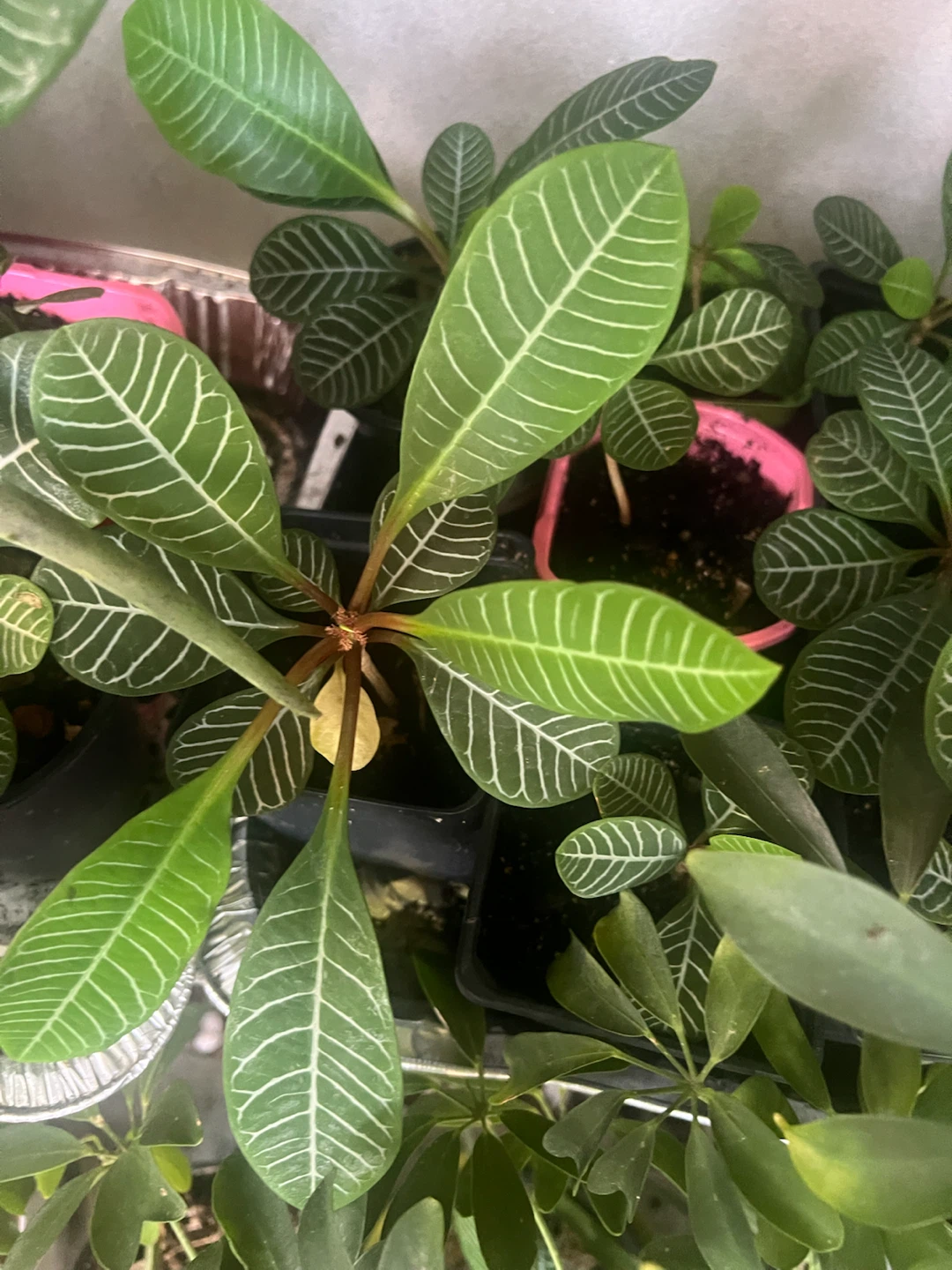 Madagascar Plant with Striped Leaves - photo 2
