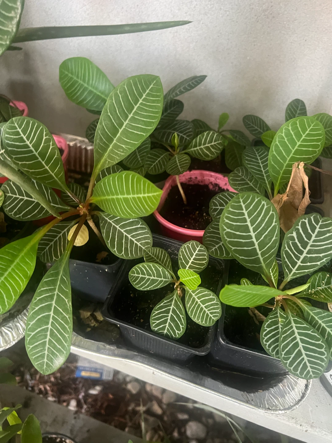 Madagascar Plant with Striped Leaves - photo 3