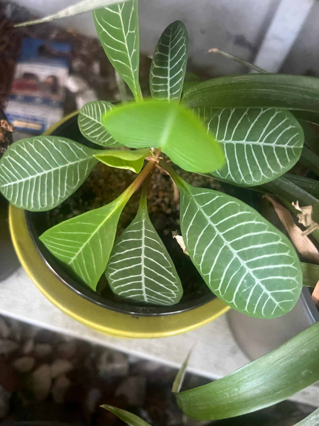 Madagascar Plant with Striped Leaves - photo 4