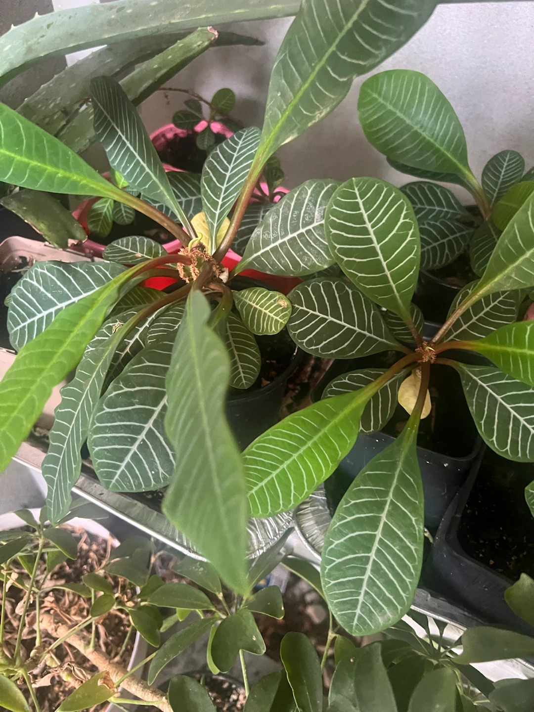 Madagascar Plant with Striped Leaves - photo 5
