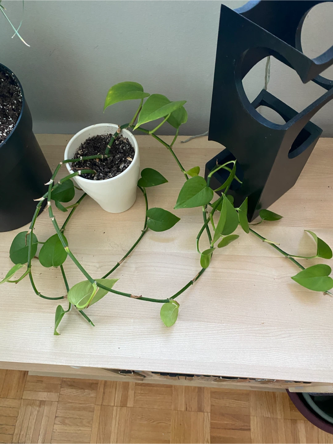 Pothos plant in a white ceramic pot