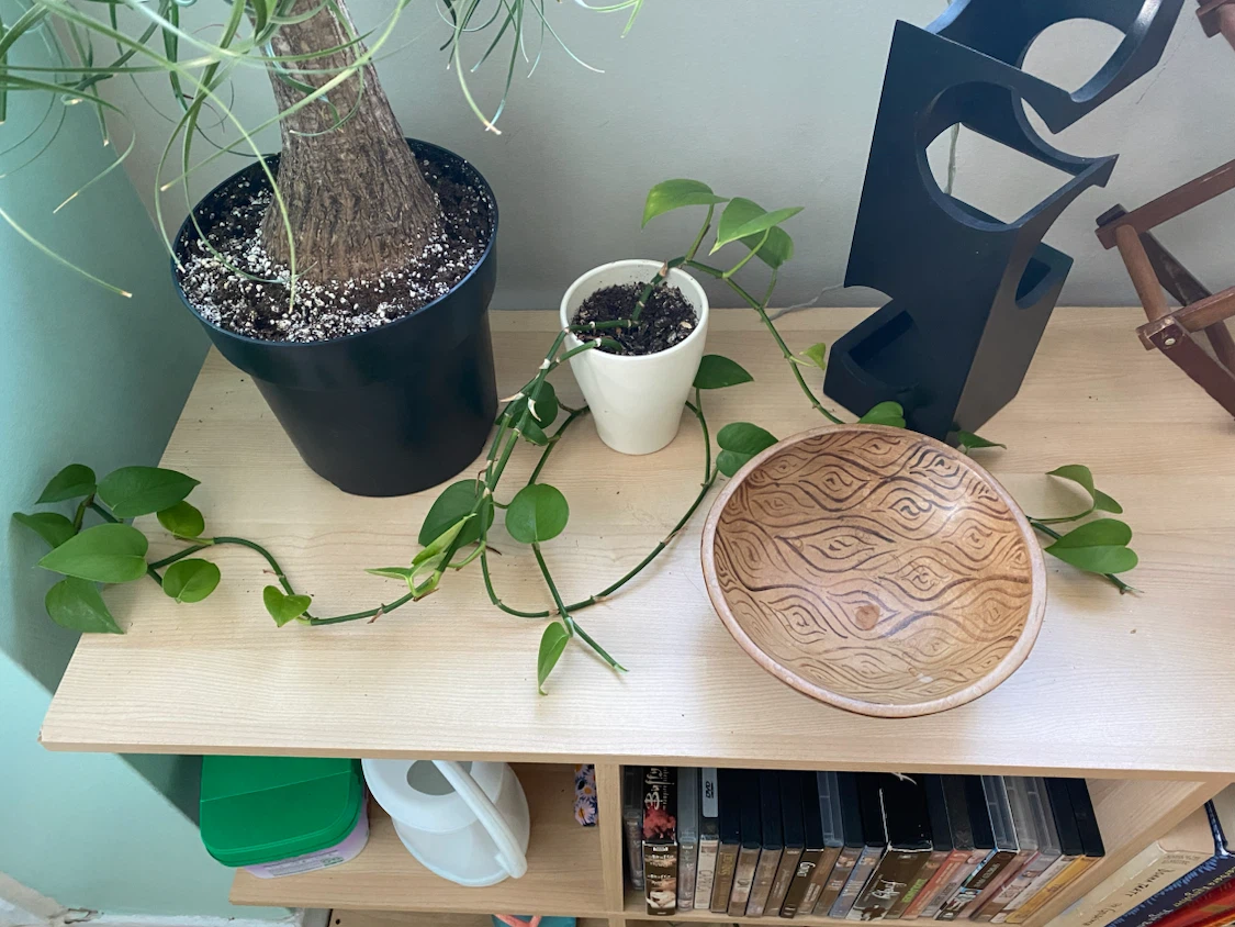 Pothos plant in a white ceramic pot - photo 2