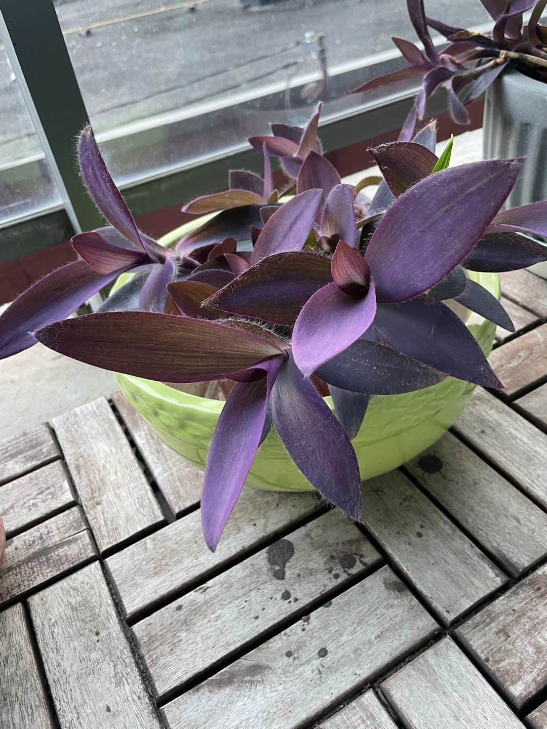 Purple Heart Plant in Lime Green Pot
