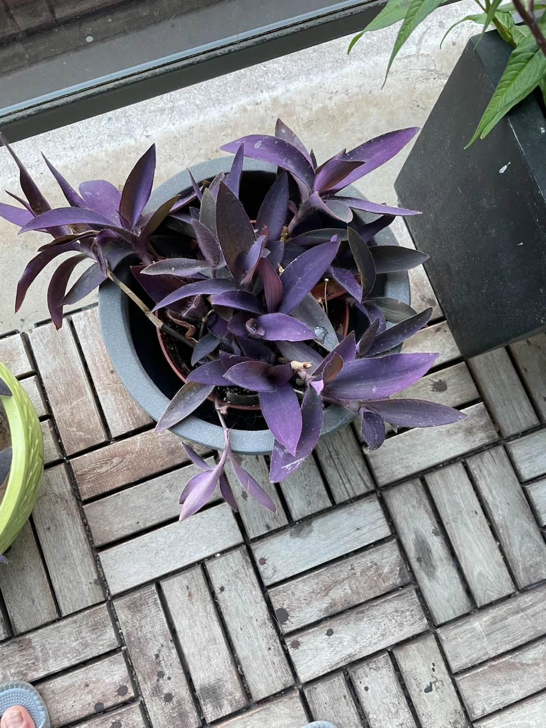 Purple Heart Plant