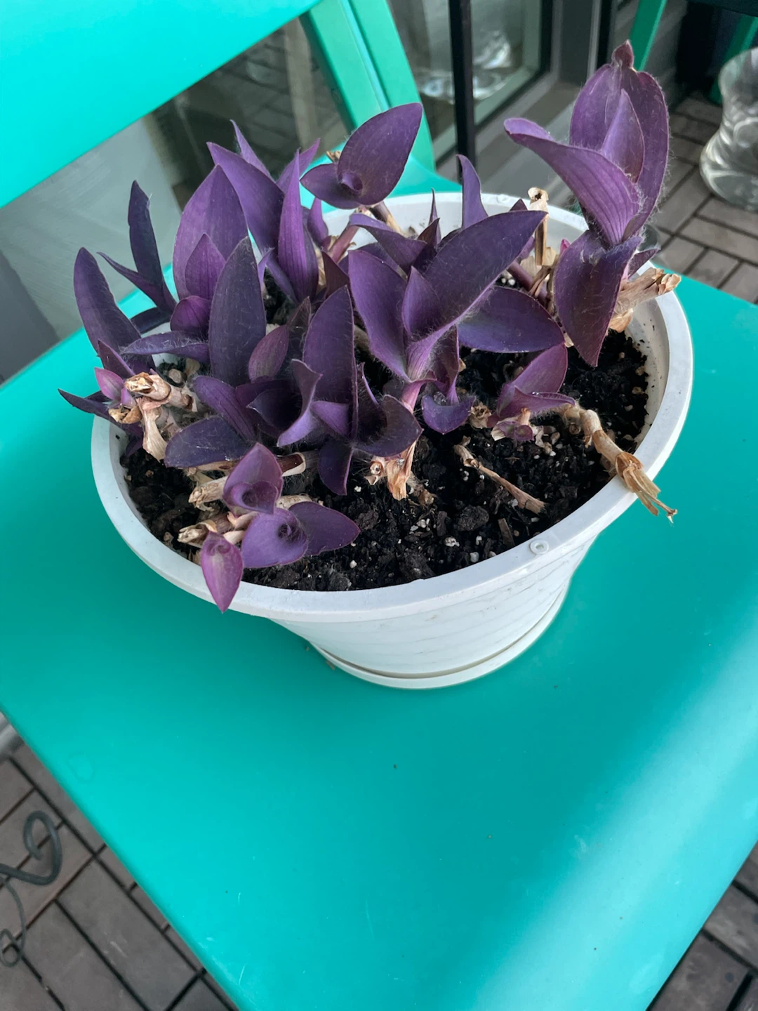Purple Heart Plant in White Pot