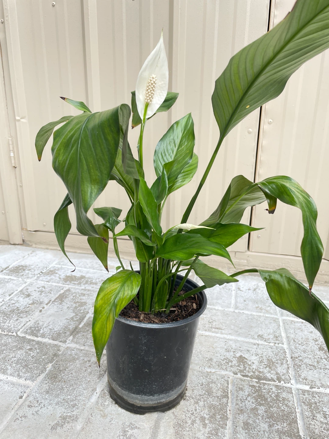 6in pot Peace Lily (with many buds coming). Buy 2 get 25% off