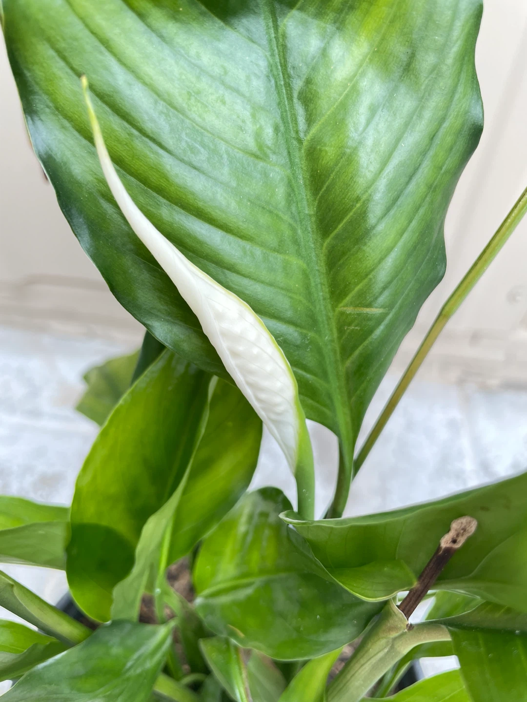 6in pot Peace Lily (with many buds coming). Buy 2 get 25% off - photo 2