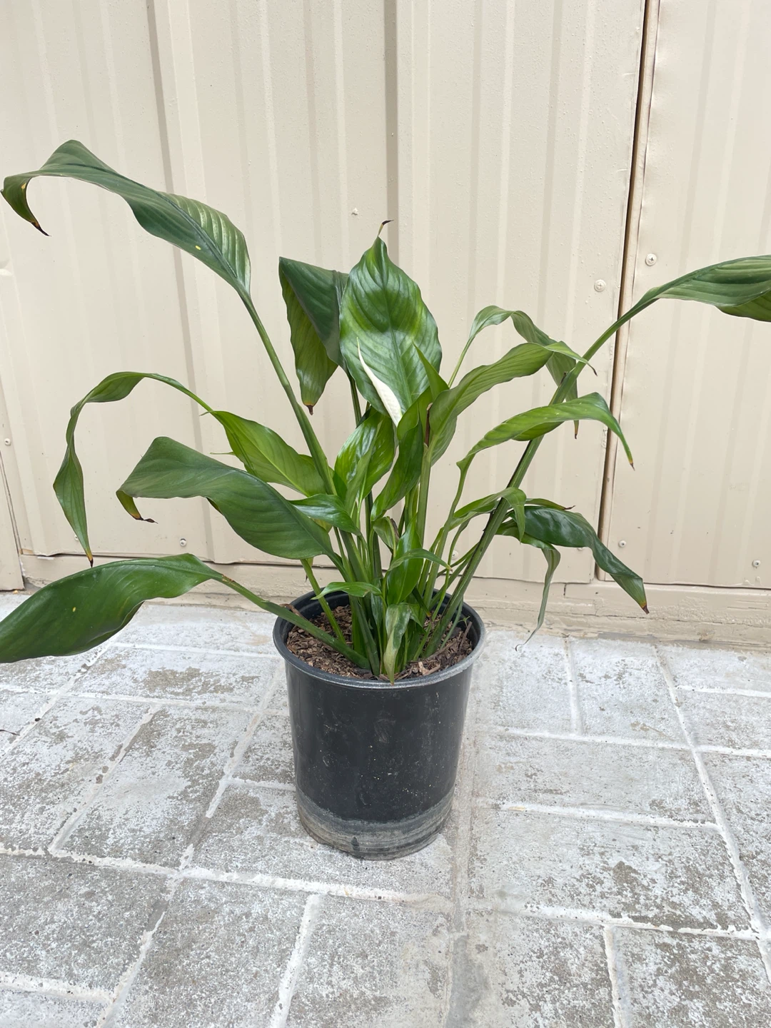 6in pot Peace Lily (with many buds coming). Buy 2 get 25% off - photo 3